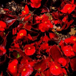 Meet your Posher, Pooh